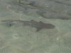 Shark swimming in shallows off Navini

Trip: Round the World in 5 Weeks
Entry: Snorkelling
Date Taken: 03 Sep/03
Country: Fiji
Taken By: Sheila
Viewed: 2147 times
Rated: 8.0/10 by 1 person